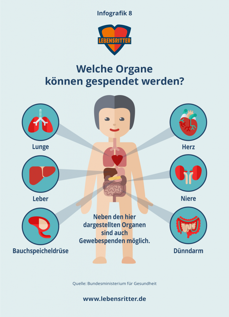 Infografik: Welche Organe Können Gespendet Werden? / Lebensritter